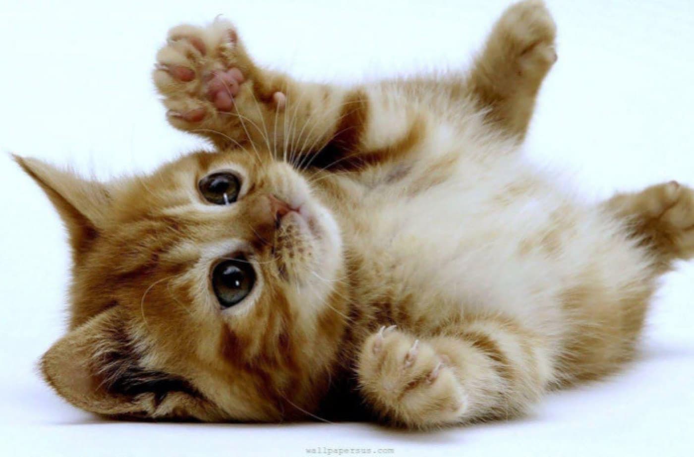 Yavru Kedi Bakımı - Yavru kedi bakımı, küçük bir kedinin sağlıklı ve mutlu bir şekilde büyümesini sağlamak için özenli ve dikkatli bir şekilde yapılması gereken bir süreçtir. İşte yavru kedi bakımında dikkate almanız gereken bazı önemli noktalar: Doğru beslenme: Yavru kedilerin sağlıklı bir büyüme ve gelişme süreci için uygun bir beslenmeye ihtiyaçları vardır. Yüksek kaliteli mamalar, yavru kedinizin tüm besin ihtiyaçlarını