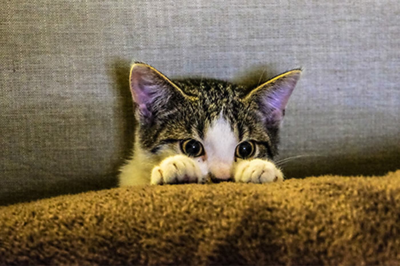 Yavru Kedi Gelişimi ve Bakımı - Yavru Kedi Gelişimi ve Bakımı Yavru kedilerin, yaşamlarının ilk birkaç haftasında inanılmaz derecede hızlı bir büyüme ve gelişme evresi vardır. Kediler, gözleri ve kulakları kapalı olarak doğarlar, yürüyemezler ama karınları üzerinde emeklerler ve annelerini bulmak ve onlardan beslenmek için gelişen koku alma duyularına güvenirler. Hafta hafta yeni doğan kediler gelişim evreleri; 2 haftalıkken, yavru kedilerin