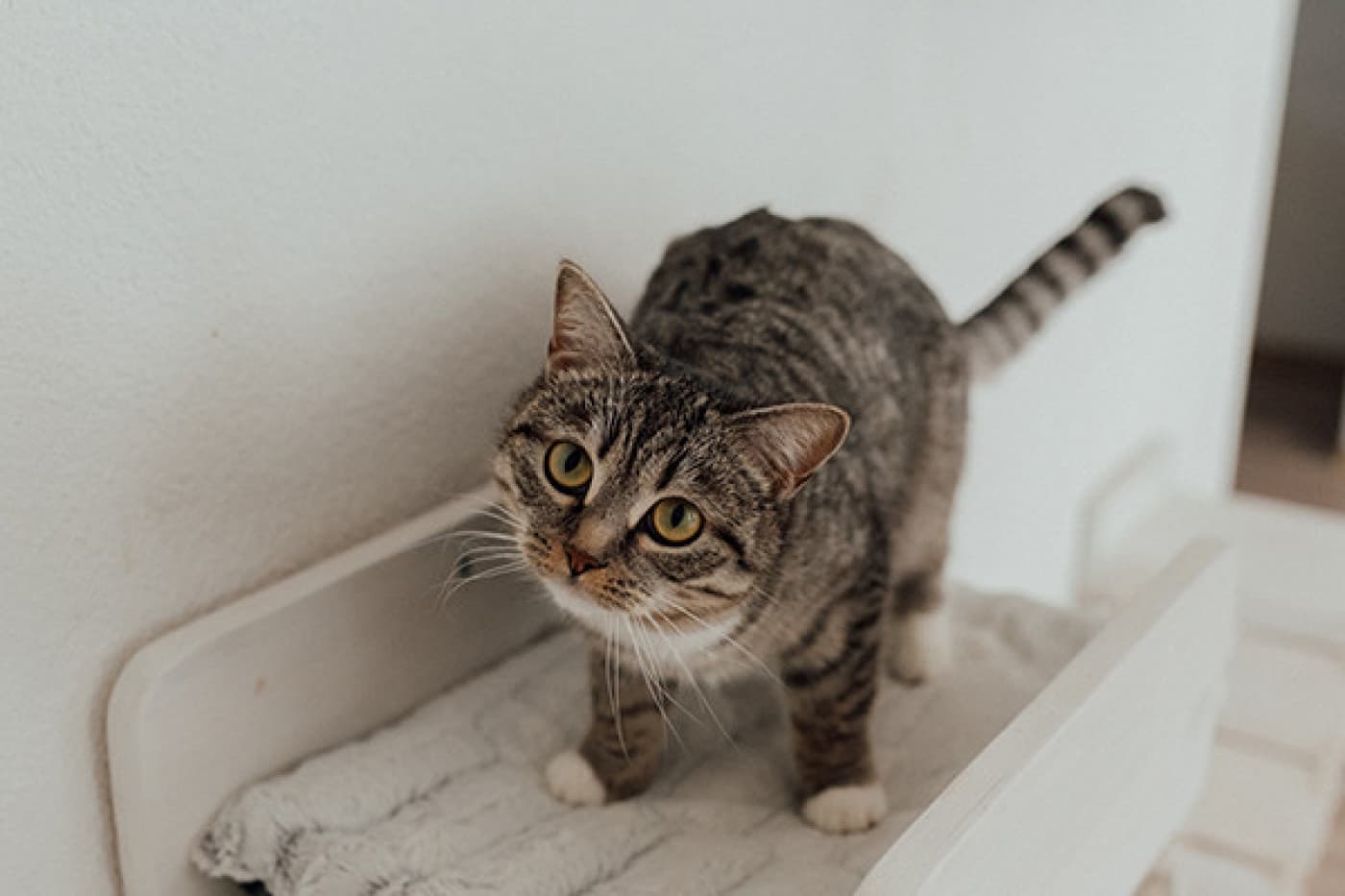 Yavru Kediden Yaşlı Kediye Kedinizi Ne Kadar Beslemelisiniz? - Yavru Kediden Yaşlı Kediye Kedinizi Ne Kadar Beslemelisiniz? Kedinizin sağlığı söz konusu olduğunda, diyet ve beslenmenin ne kadar büyük bir rol oynadığını çok iyi biliyoruz. Tabii ki, kedinizin ihtiyaç duyduğu vitaminleri, mineralleri ve besinleri tam olarak aldığından emin olmak, onun daha rahat ve sağlıklı bir hayat yaşaması için en önemli etkenlerden biridir. Doğru mama seçimi