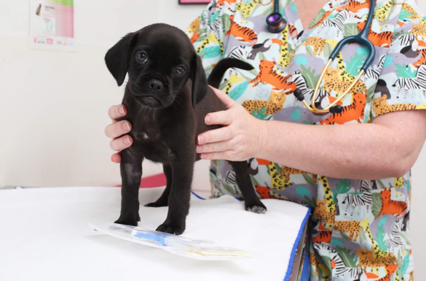 Yavru Köpeğinizi Sağlıklı Tutmak İçin 5 Özel İpucu - Yavru Köpeğinizi Sağlıklı Tutmak İçin 5 Özel İpucu Aileniz bir çift patiyle birlikte genişliyorsa yeni üyenize en iyi nasıl bakacağınızı merak ediyor olabilirsiniz. Evcil hayvan sağlığı uzmanlarının tavsiyeleriyle yavru köpeğinizi sonsuza dek yaşayacağı evinde mutlu ve sağlıklı tutmak için en iyi ipuçlarını paylaşıyor olacağız. Yakın zamanda bir evcil hayvan ebeveyni olduysanız yeni yavrunuzu eve getirmenin