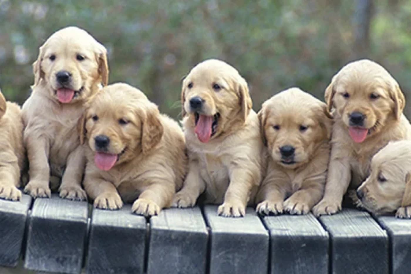 Yavru Köpek Eğitimi Hakkında Bilinmesi Gerekenler - Yavru Köpek Eğitimi Neden Önemli? Yavru köpek eğitimine başlamak için en uygun yaş, genellikle 8 ila 12 hafta arasındadır. Bu dönem, köpeklerin sosyalleşme sürecinin en yoğun olduğu zamandır. Yavru köpekler bu dönemde, çevrelerindeki seslere, kokulara ve insanlara karşı daha açıktırlar. Bu nedenle, eğitim süreci için en uygun zamandır. Ancak yavru köpeklerin eğitimine başlamadan önce bazı temel