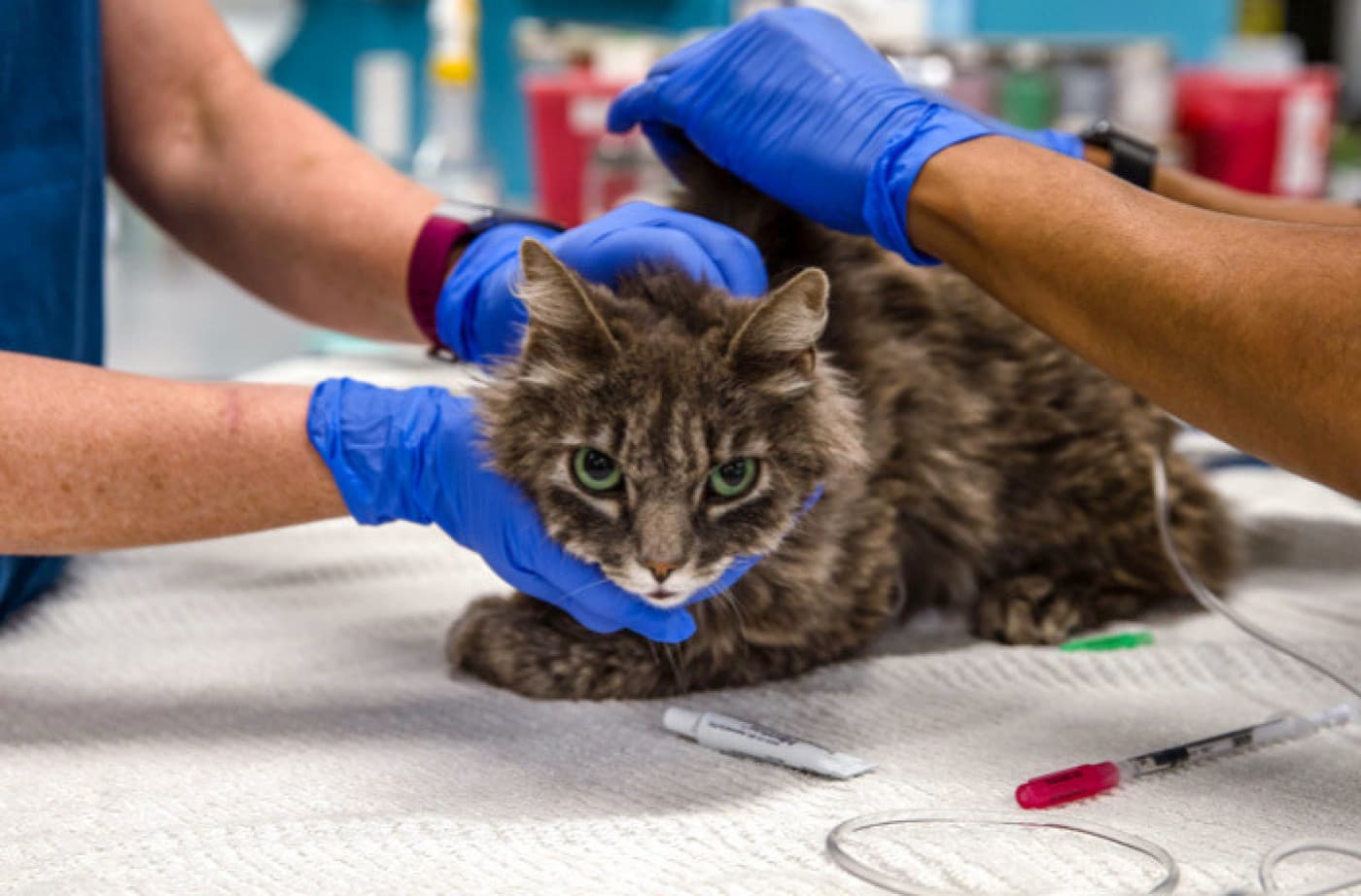 Yavru Köpeklerde Ve Yavru Kedilerde Solucanların Tehlikeleri - Yavru Köpeklerde ve Yavru Kedilerde Solucanların Tehlikeleri Pek çok evcil hayvan ebeveyni, bağırsak solucanlarının endişelenecek bir şey olmadığını; hasta evcil hayvanlarının tek ihtiyacı olan şeyin biraz ilaç olduğunu ve iyileşeceklerini düşünürler. Yetişkin evcil hayvanlar, solucanlardan zarar görmeden kurtulabilir, ancak aynı şey yavru köpekler ve kediler için söylenemez. Yetişkin evcil hayvanlar için küçük bir sıkıntı olabilecek