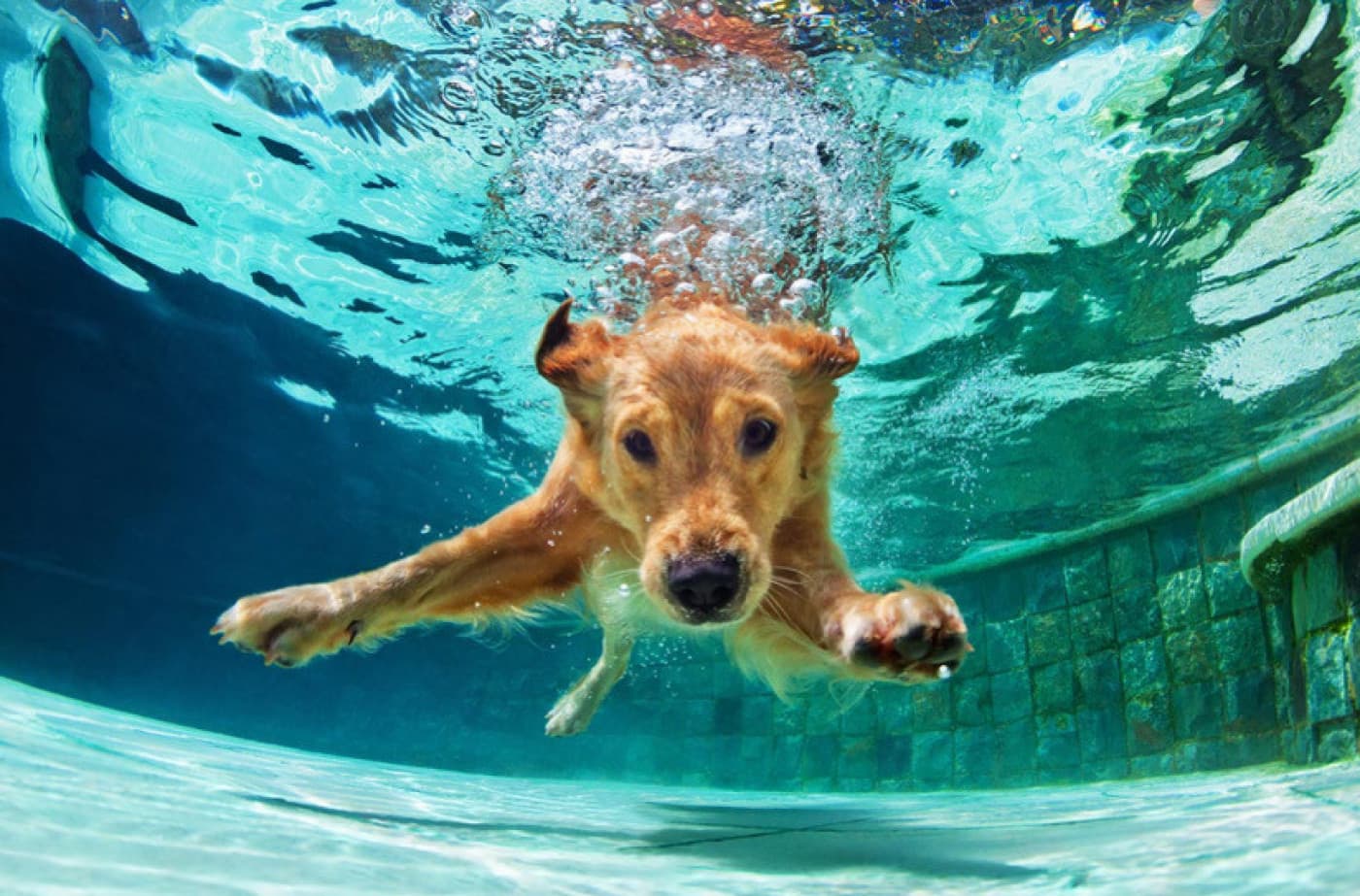 Yaz Aylarında Köpeğiniz İle Yapabileceğiniz 5 Eğlenceli Etkinlik - Yaz ayları, hem insanlar hem de evcil dostlarımız için açık havada vakit geçirmek için harika bir fırsattır. Güneşin tadını çıkarırken köpeğinizle aranızdaki bağı güçlendirecek keyifli etkinlikler yapmak ister misiniz? İşte yaz mevsiminde köpeğinizle birlikte deneyebileceğiniz 5 eğlenceli aktivite! Plaj Keyfi ve Yüzme Zamanı
Köpeğiniz suyu seviyorsa onu köpek dostu bir plaja götürmek harika bir fikir