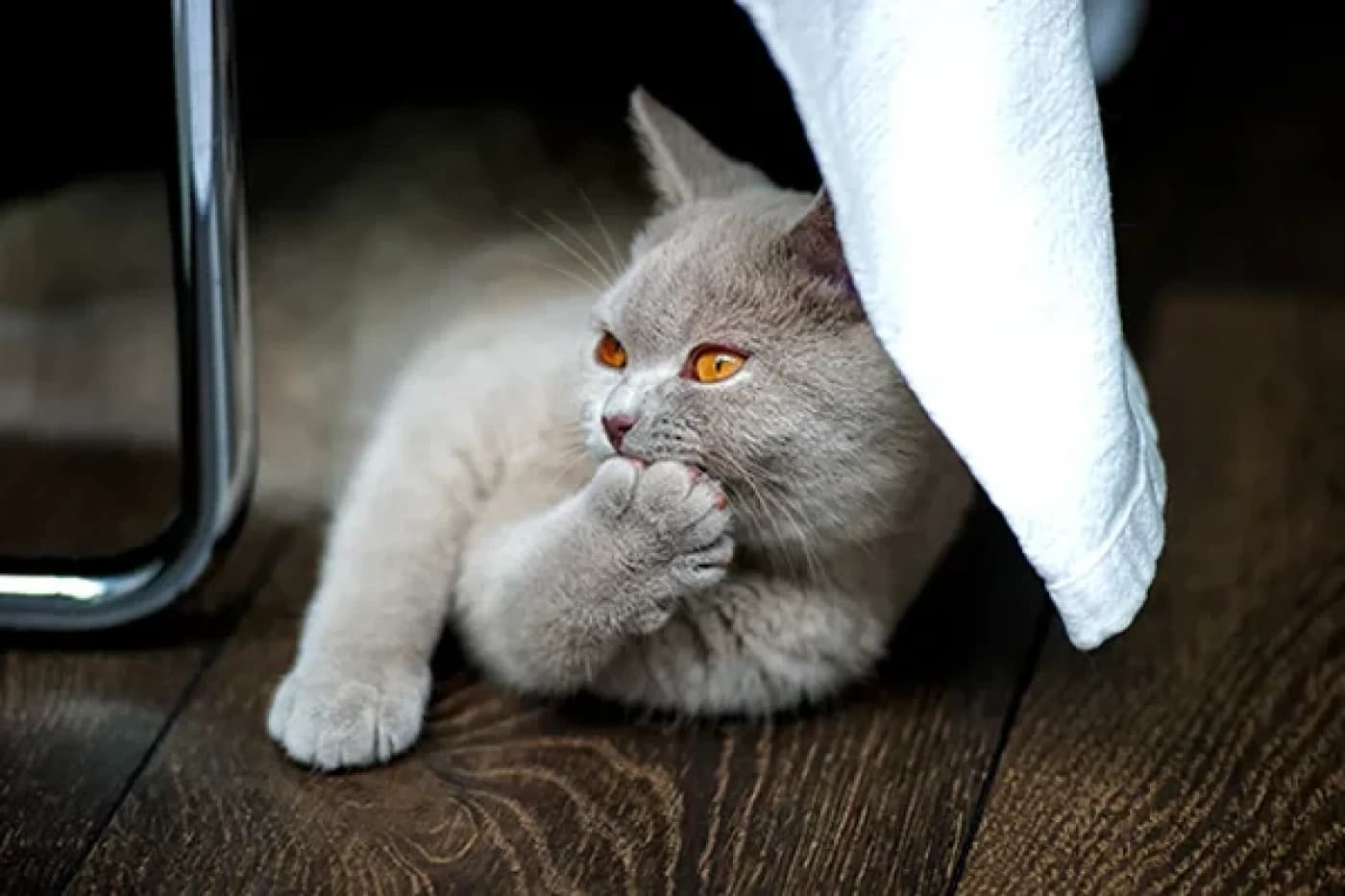 Yaz Sıcakları ve Kedilere Etkisi - Yaz Sıcakları ve Kedilere Etkisi Yaz ayları, insanlar için olduğu kadar evcil hayvanlarımız için de zorlu geçebilir. Özellikle kediler, sıcağa karşı duyarlı hayvanlar olduklarından, sıcak havalarda ekstra dikkat ve özen gerektirirler. Peki, yaz sıcakları kedileri nasıl etkiler ve bu dönemde onların sağlığını korumak için neler yapabiliriz? İşte detaylar. Kediler ve Sıcaklık Duyarlılığı Kediler, doğaları gereği