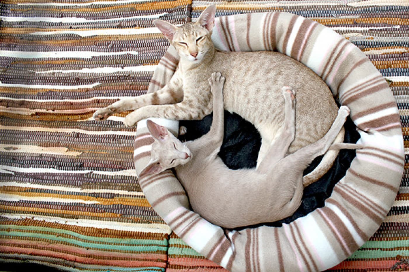 Yetişkin Bir Kediyi Şu Anki Kedinizle Nasıl Tanıştırırsınız? - Yetişkin Bir Kediyi Şu Anki Kedinizle Nasıl Tanıştırırsınız? Ailenize yetişkin veya yaşlı bir kedi eklemeye karar verdiyseniz, öncelikle tebrikler! Daha yaşlı evcil hayvanların barınaklardan evlat edinilme olasılığı çok daha düşüktür. Sadece bir hayat kurtarmaya yardım etmekle kalmayacak, aynı zamanda sizi bunun için çok takdir eden minnettar ve ilgili bir arkadaşınız olacaktır. Bu durum elbette, evinizde