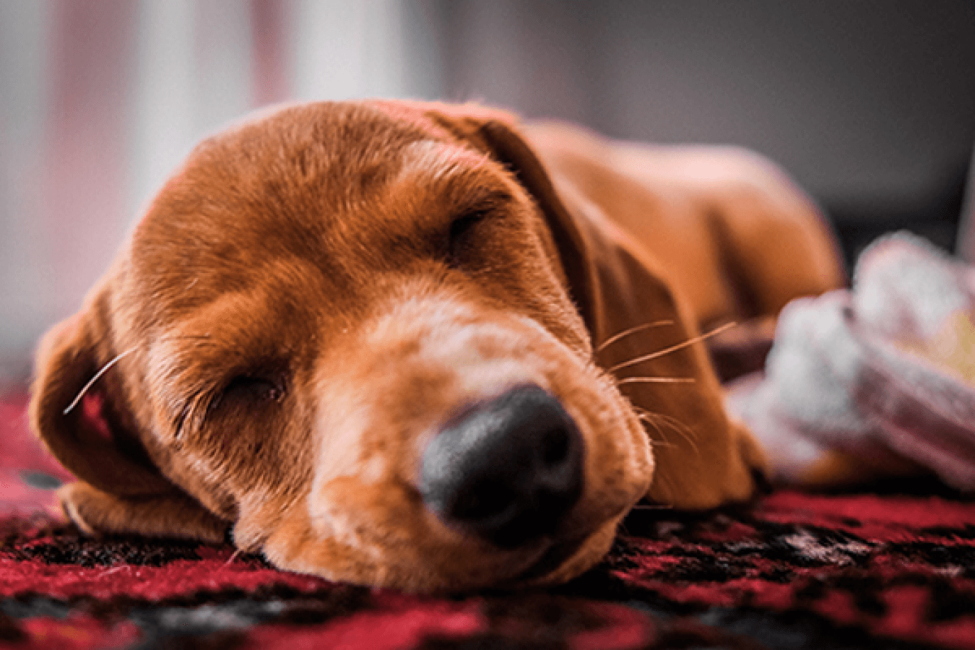 Yetişkin Köpek Beslenmesinde Yapılan Sık Hatalar ve Kaçınma Yolları - Yetişkin Köpek Beslenmesinde Yapılan Sık Hatalar ve Kaçınma Yolları Köpek sahipleri olarak, evcil dostlarımızın sağlıklı ve mutlu bir yaşam sürmelerini sağlamak için pek çok sorumluluğumuz vardır. Bu sorumlulukların başında ise doğru beslenme gelir. Yetişkin köpek beslenmesinde yapılan bazı yaygın hatalar, köpeklerin sağlığını olumsuz etkileyebilir. İşte bu hatalar ve kaçınma yolları: 1. Uygun Olmayan Besin Seçimi: