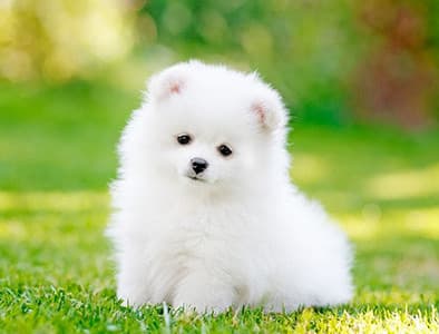 3-6 Ay Yavru Köpek Gelişimi