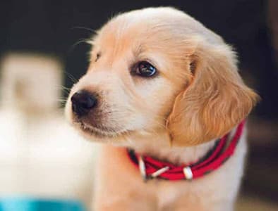 8-12 Haftalık Yavru Köpek Gelişimi