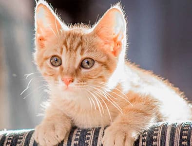 Annesiz Yavru Kedi Bakımı