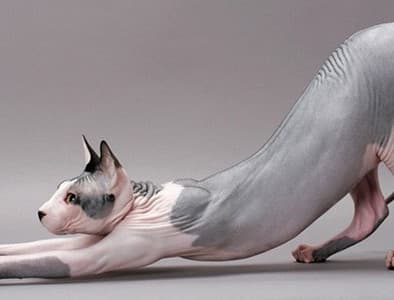 Sfenks Kedisi – Antik Mısır’ın Tüysüz Kedisi; Sphynx Özellikleri Beslenmesi ve Bakımı