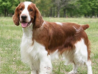İngiliz Springer Spaniel Özellikleri, Bakımı, Beslenmesi ve Eğitimi