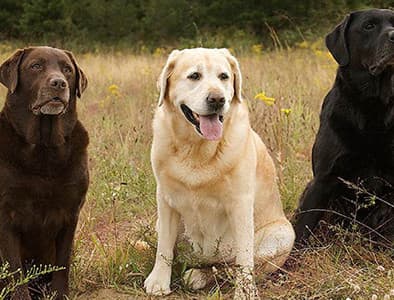 Labrador Retriever Köpek Irkı Özellikleri, Bakımı, Beslenmesi ve Eğitimi