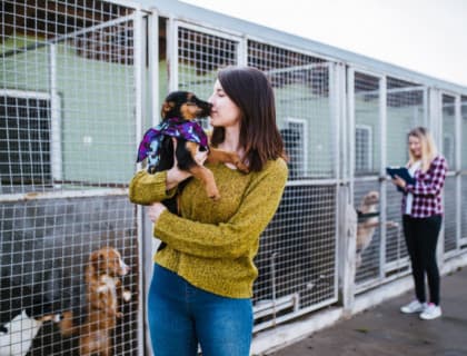 Barınaktan Köpek Sahiplenmeden Önce Bilmeniz Gereken 6 Şey