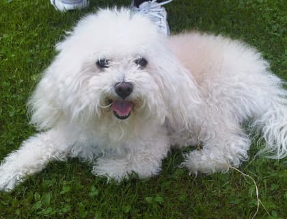 Bolognese Köpek Irkı Özellikleri, Bakımı, Beslenmesi ve Eğitimi