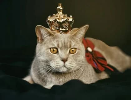 British Shorthair Kedisi Özellikleri, Bakımı, Beslenmesi ve Eğitimi