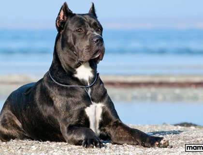 Cane Corso Köpek Irkı Özellikleri, Bakımı ve Beslenmesi