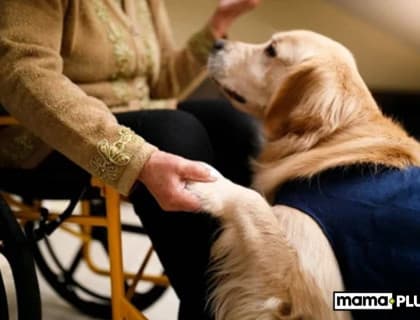 Duygusal Terapi Köpek Irkları İçin Mama Tavsiyesi