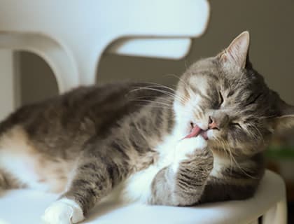 En Sık Görülen Kedi Hastalıkları