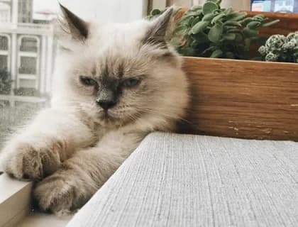 Erkek Kedi Kısırlaştırma ve Sonrası Kedi Bakımı