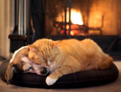 Evcil Hayvanlar Mevsimsel Depresyon Yaşayabilir Mi?