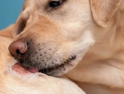 Evcil Hayvanlarda Görülen Risk Faktörleri