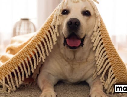 Evde Beslenecek Köpek Irkları İçin Mama Tavsiyesi