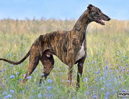 Greyhound (Tazı) Köpek Irkı Özellikleri, Bakımı, Beslenmesi ve Eğitimi