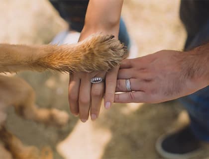 Hamile ya da Emziren Köpeklerin Beslenme İhtiyaçları Nelerdir?