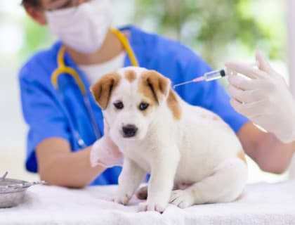 Her Evcil Hayvan Sahibinin Kuduz Hakkında Bilmesi Gerekenler