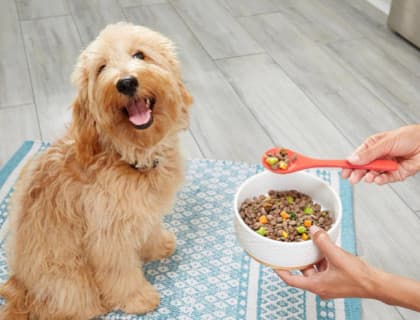 İnsanların Köpek Maması Seçerken Yaptığı 9 Yaygın Hata