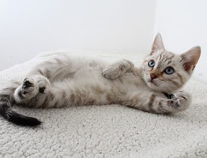 KEDİ SAHİPLENMEDEN ÖNCE EVDE KEDİ BAKIMI İÇİN BİLİNMESİ GEREKENLER