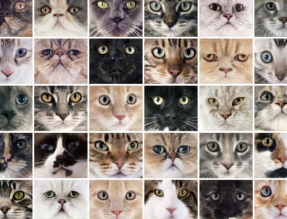 Kedi Türleri ve Cinsleri Nelerdir?