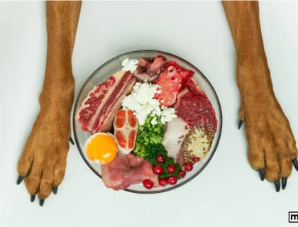 Kedi ve Köpeklerde Taurin’in Önemi