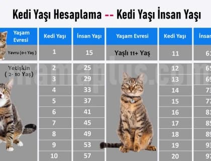 Kedi Yaşı İnsan Yaşı | Kedi Yaşı Hesaplama 2025