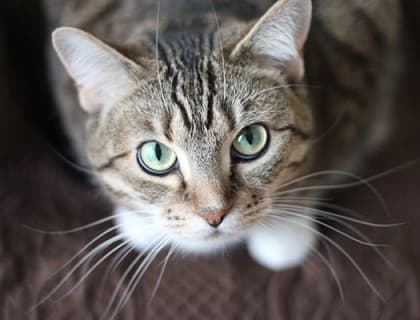 Kediler Birbirleriyle ve İnsanlarla Nasıl İletişim Kurar?