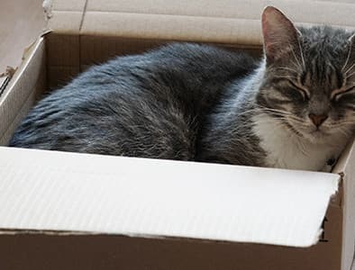 Kediler Kutuları Neden Sever?