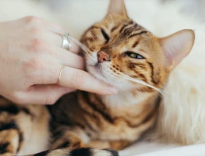 Kediler Neden Sürekli Miyavlar?