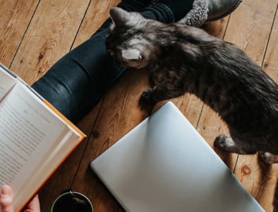 Kediler ve Obsesif Kompulsif Davranışlar