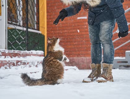 Kedilerde Besin Alerjisine Bağlı Deri Hastalığı