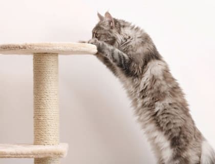 Kedilerde Dejeneratif Eklem Hastalığına Doğal Destek