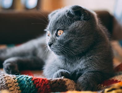 Kedilerde Dikkat Çekme Davranışı Nasıl Belirlenir ve Çözülür?