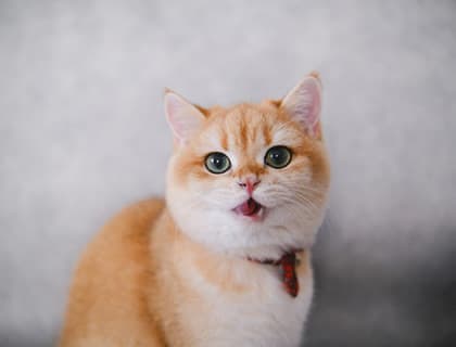 Kedilerde Mide Bulantısı, Nedenleri ve Tedavisi