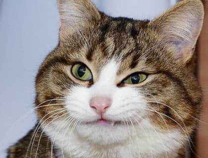 Kedilerde Yüz Felci