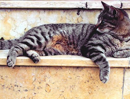 Kedilerin bakım ve beslenmesinde yaz aylarında nelere dikkat etmeliyiz?