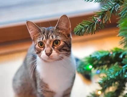 Kedilerin Beslenmesinde Yaş Mamaların Faydaları Nelerdir?