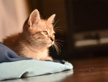 Kedilerin Tuvaletini Eve Yapmaması İçin 5 Pratik Ev Çözümü