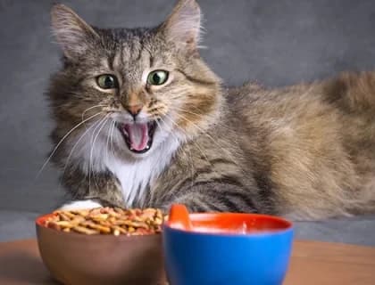 Kedim Mama Yemiyor! Sebebi Ne Olabilir?
