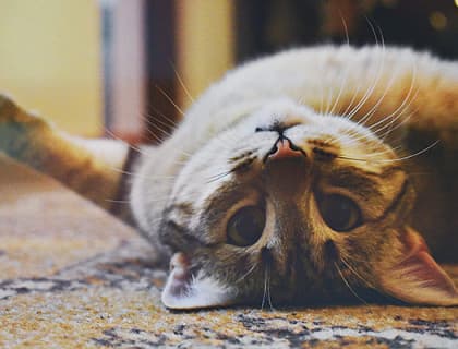 Kedinizin Beslenme Düzenini Değiştirme Hakkında Bilmeniz Gereken 5 Şey