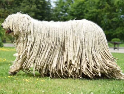 Komondor Köpeği Özellikleri, Bakımı, Beslenmesi ve Eğitimi