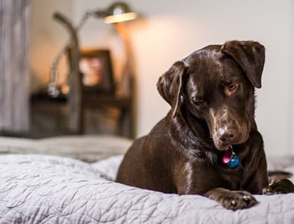 Köpeğim Neden Çok Su İçiyor?